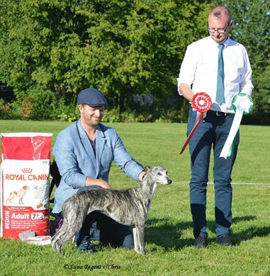 Micha BISS Veteran on our Whippet spes in 2013